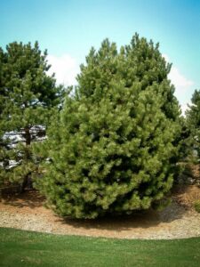 Сосна Чёрная (Pinus Nigra) купить по цене от 270.00р. в интернет-магазине «Посадика» с доставкой почтой в в Волхове и по всей России – [изображение №1].