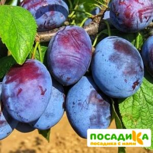 Слива Чачакская ранняя купить по цене от 229.00р. в интернет-магазине «Посадика» с доставкой почтой в в Волхове и по всей России – [изображение №1].