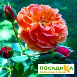 Роза Арабия купить по цене от 350.00р. в интернет-магазине «Посадика» с доставкой почтой в в Волхове и по всей России – [изображение №1].