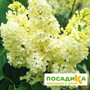 Сирень Примроуз (Primrose) купить по цене от 529.00р. в интернет-магазине «Посадика» с доставкой почтой в в Волхове и по всей России – [изображение №1].