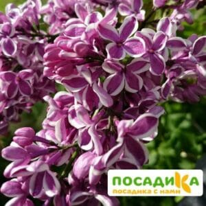 Сирень Сенсация купить по цене от 529.00р. в интернет-магазине «Посадика» с доставкой почтой в в Волхове и по всей России – [изображение №1].