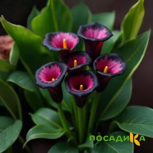 Калла Аура Лейс купить по цене от 400р. в интернет-магазине «Посадика» с доставкой почтой в в Волхове и по всей России – [изображение №1].