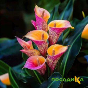 Калла Оникс купить по цене от 450р. в интернет-магазине «Посадика» с доставкой почтой в в Волхове и по всей России – [изображение №1].