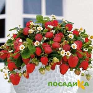 Клубника Рубиновый Шепот (горшечная) купить по цене от 240р. в интернет-магазине «Посадика» с доставкой почтой в в Волхове и по всей России – [изображение №1].