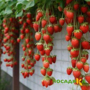 Клубника вьющаяся Комплимент купить по цене от 470р. в интернет-магазине «Посадика» с доставкой почтой в в Волхове и по всей России – [изображение №1].