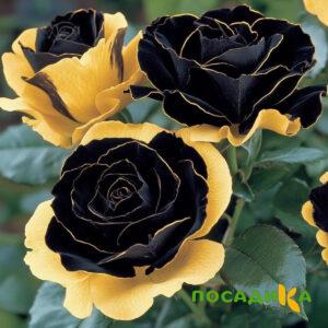 Роза Ханни Сикл купить по цене от 700р. в интернет-магазине «Посадика» с доставкой почтой в в Волхове и по всей России – [изображение №1].