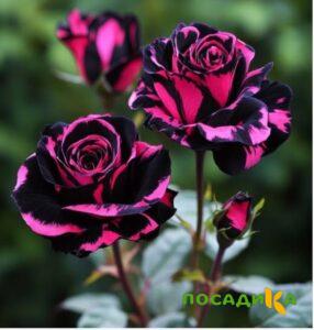 Роза Багровый Шепот купить по цене от 366р. в интернет-магазине «Посадика» с доставкой почтой в в Волхове и по всей России – [изображение №1].
