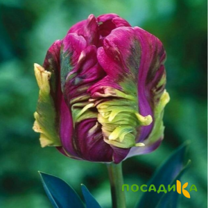 Тюльпан Экзотик Хэвен купить по цене от 186р. в интернет-магазине «Посадика» с доставкой почтой в в Волхове и по всей России – [изображение №1].